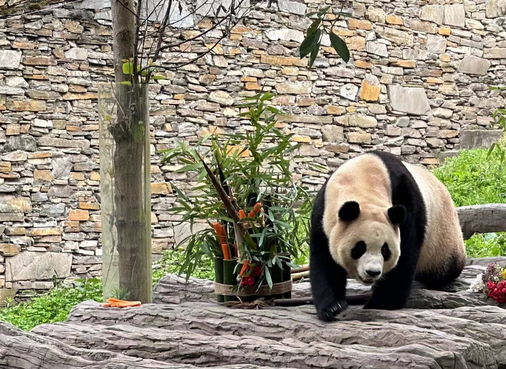 福到了！大熊猫“福宝”正式与公众见面