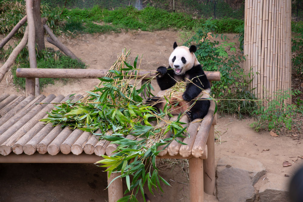 快来接“福”!旅韩归国大熊猫“福宝”正式亮相 快来接“福”!旅韩归国大熊猫“福宝”正式亮相