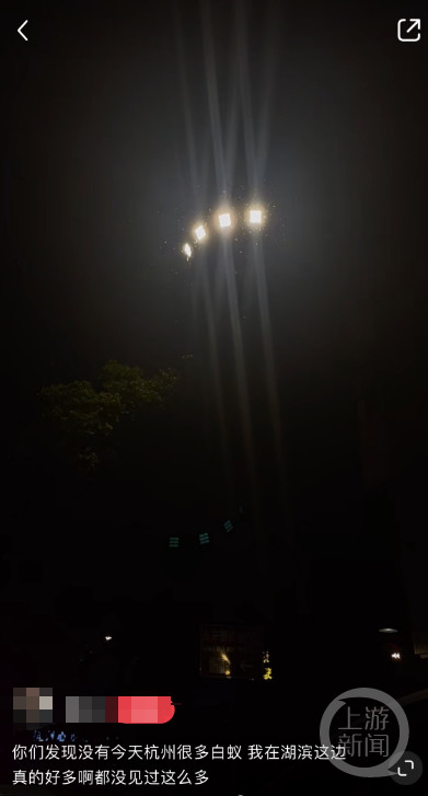 上海多位市民称市区出现大量白蚁，专家：不建议个人使用消杀药剂