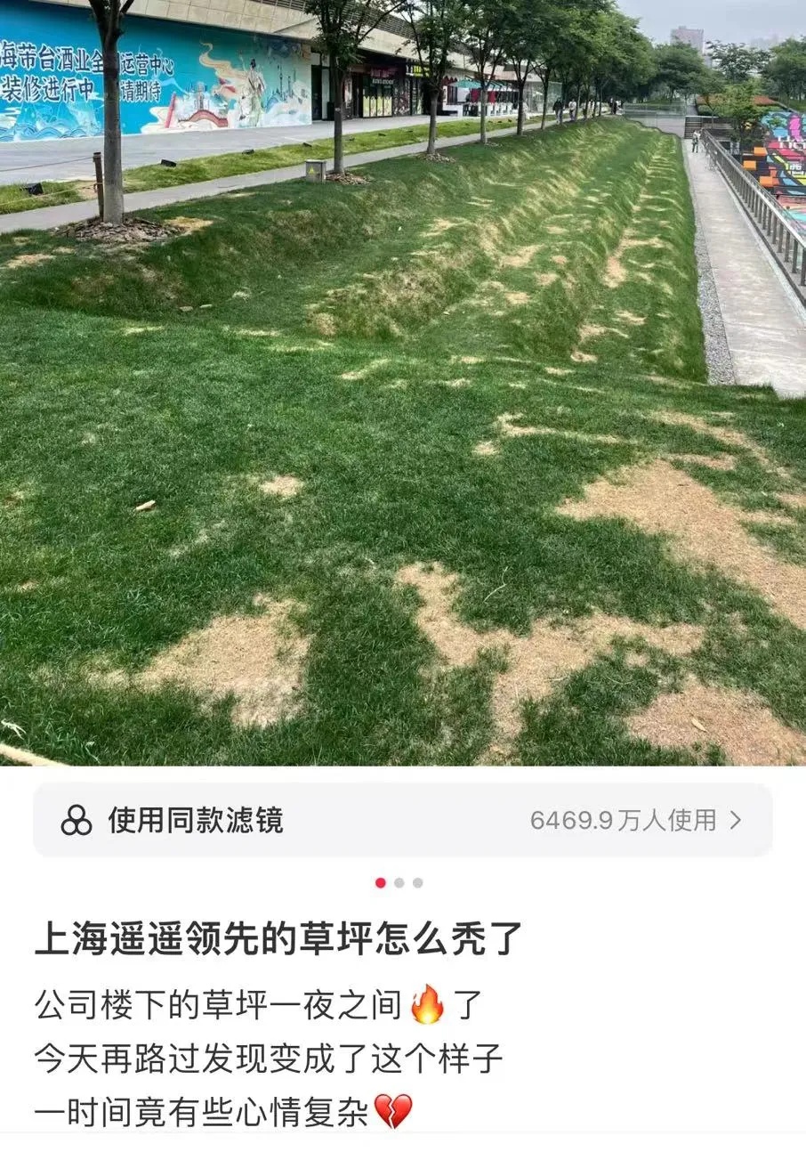 太“秃然 ”!上海网红草坪秃了?最新回应→ 太“秃然 ”!上海网红草坪秃了?最新回应→