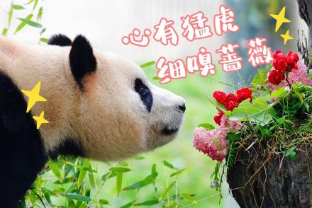 来了！福宝专属表情包第二弹