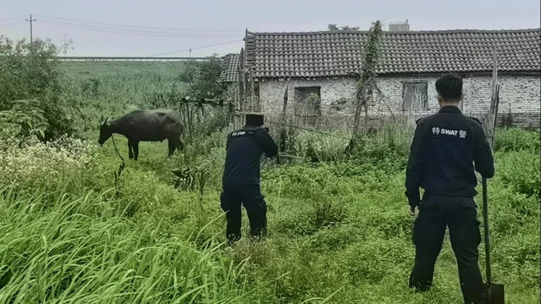 突发！当场击毙！