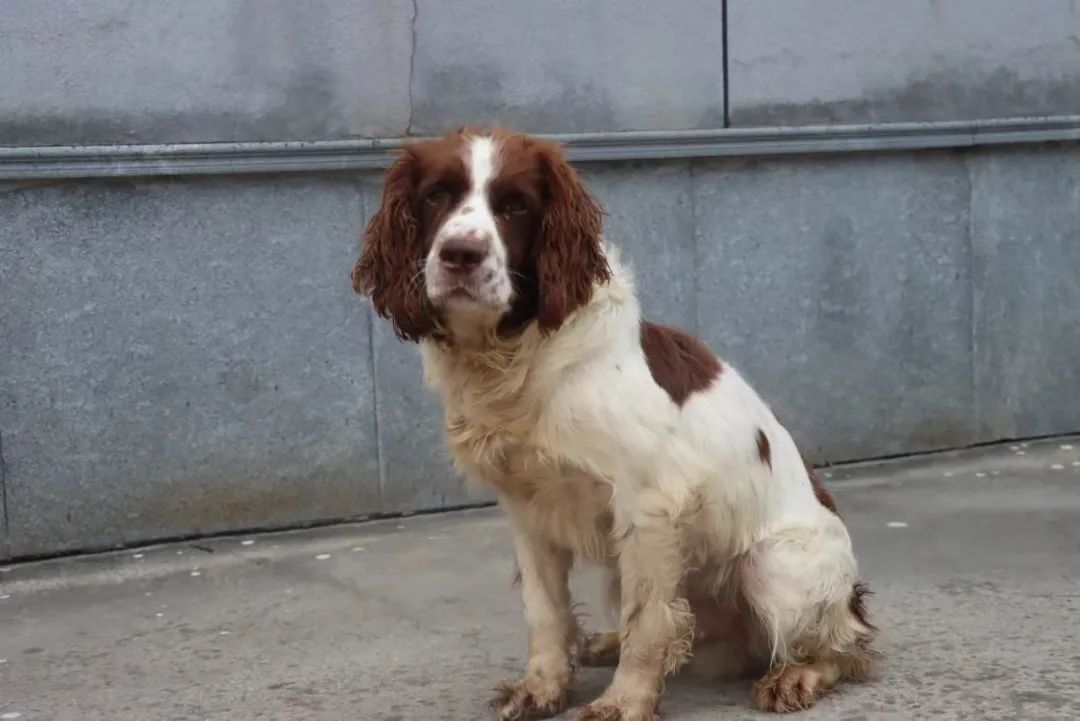 上海这7只狗狗发布领养公告，网友：不得抢疯了！