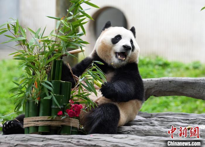 大熊猫“福宝”在四川与公众见面，10天内听懂“乡音”