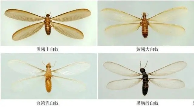 大爆发？知名歌手吃饭时被吓到！网友：感觉张嘴能吃到10只
