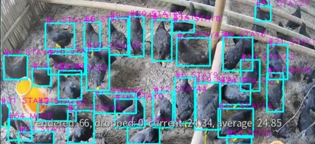 大学生“云”养熊猫,请全校喝“AI鸡汤”! 大学生“云”养熊猫,请全校喝“AI鸡汤”!