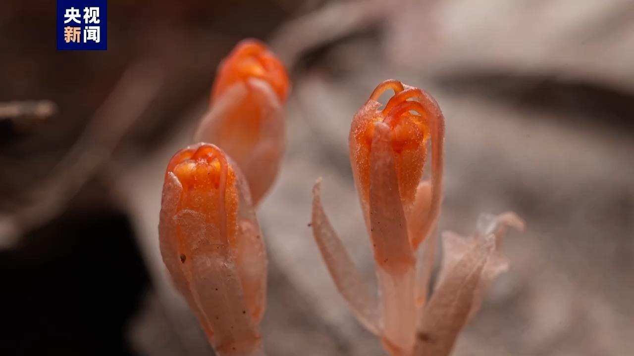海南五指山发现新记录物种三丝水玉杯 海南五指山发现新记录物种三丝水玉杯