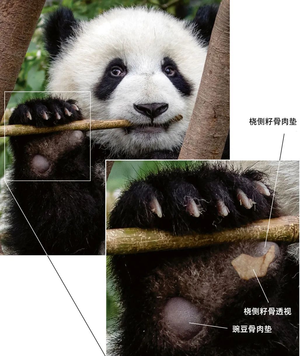 “顶流”正式复出！网友：看不够