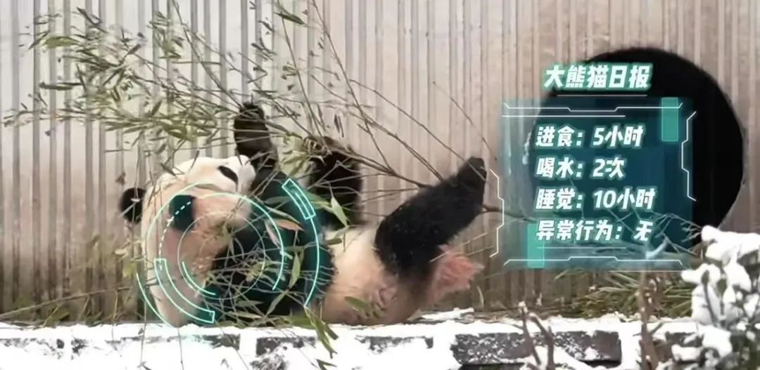 大学生“云”养熊猫,请全校喝“AI鸡汤”! 大学生“云”养熊猫,请全校喝“AI鸡汤”!