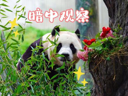 来了！福宝专属表情包第二弹