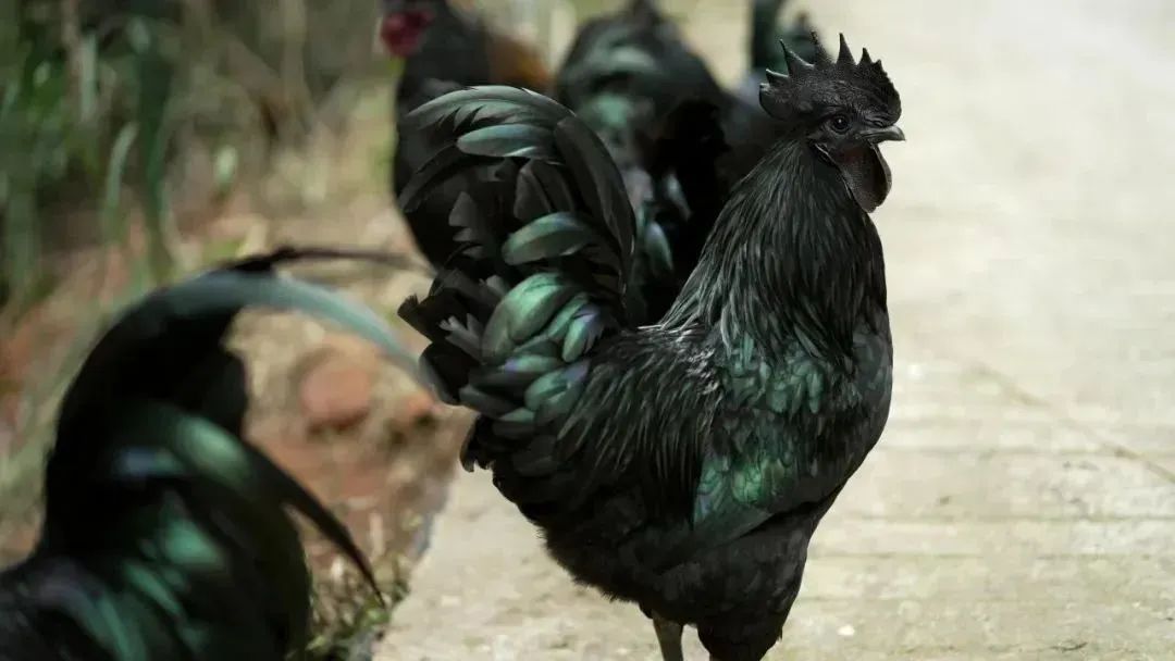 大学生“云”养熊猫,请全校喝“AI鸡汤”! 大学生“云”养熊猫,请全校喝“AI鸡汤”!