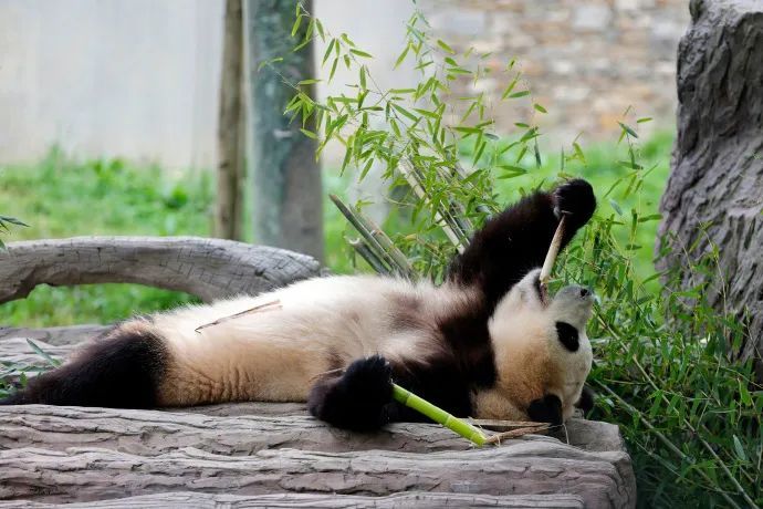 “顶流”正式复出！网友：看不够