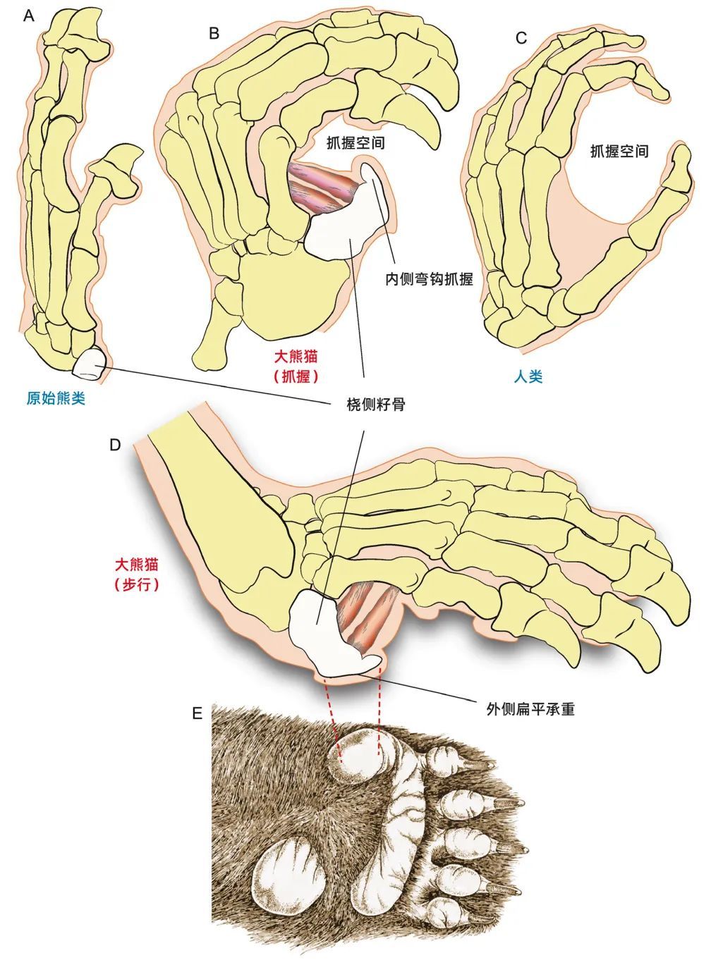 “顶流”正式复出！网友：看不够