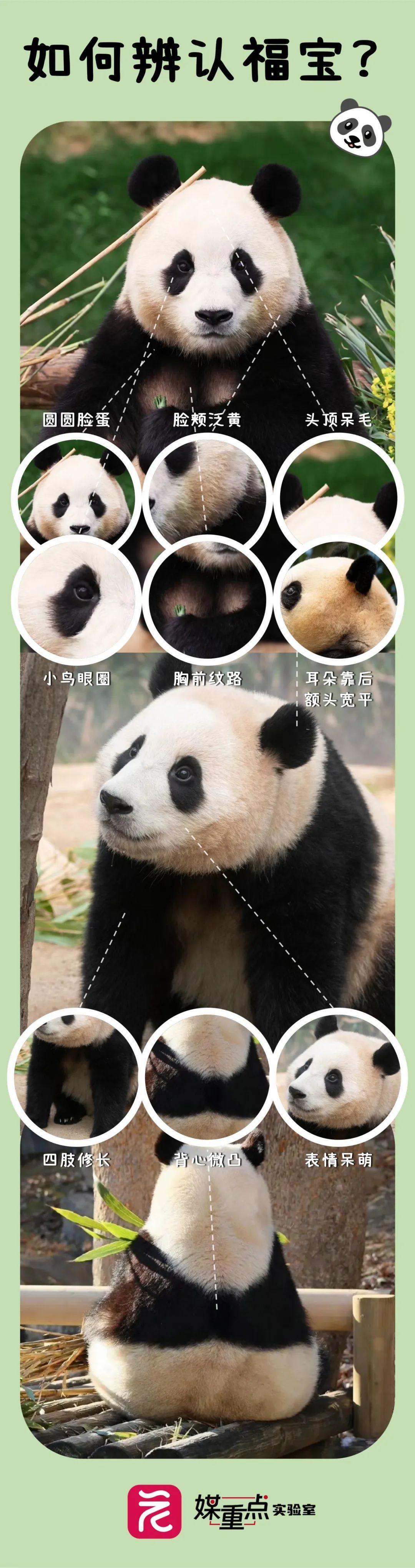 “顶流”正式复出！网友：看不够