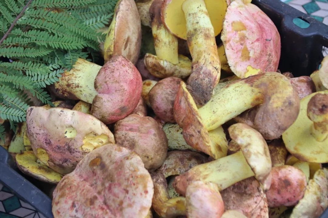 野生菌味虽美,趁机造谣可不行 野生菌味虽美,趁机造谣可不行