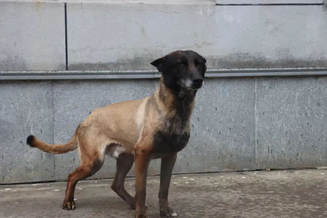 上海这7只狗狗发布领养公告，网友：不得抢疯了！