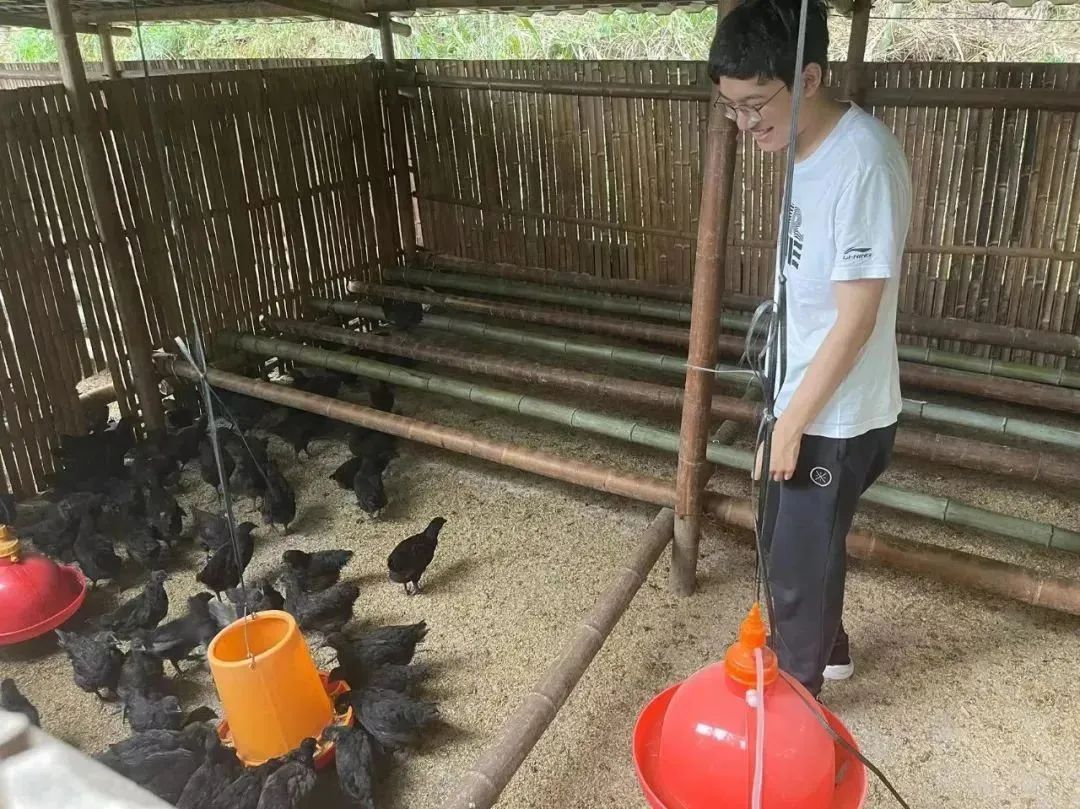 大学生“云”养熊猫,请全校喝“AI鸡汤”! 大学生“云”养熊猫,请全校喝“AI鸡汤”!