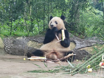 海归大熊猫“香香”7岁啦! 日本粉丝组团到雅安为香香庆生 海归大熊猫“香香”7岁啦! 日本粉丝组团到雅安为香香庆生