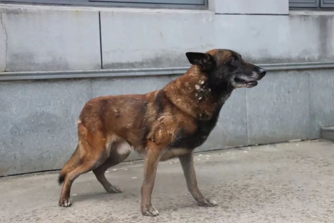 上海这7只狗狗发布领养公告，网友：不得抢疯了！