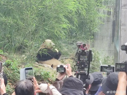 海归大熊猫“香香”7岁啦! 日本粉丝组团到雅安为香香庆生 海归大熊猫“香香”7岁啦! 日本粉丝组团到雅安为香香庆生