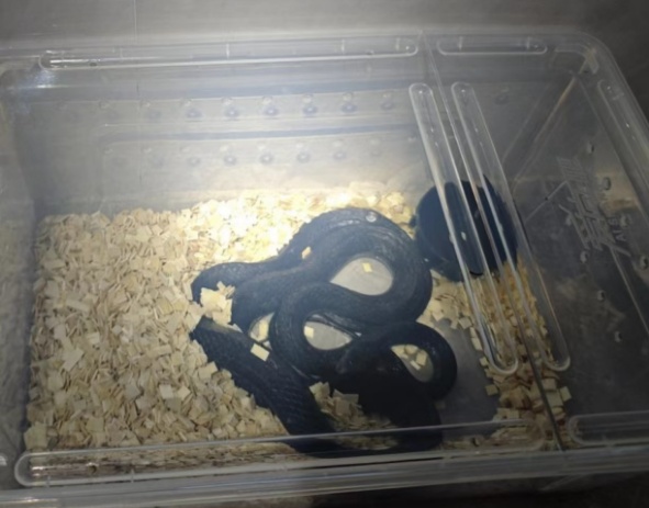 浙江女子网购一条蛇,1米多长!拆开快递,瞬间崩溃:我再也不敢了 浙江女子网购一条蛇,1米多长!拆开快递,瞬间崩溃:我再也不敢了