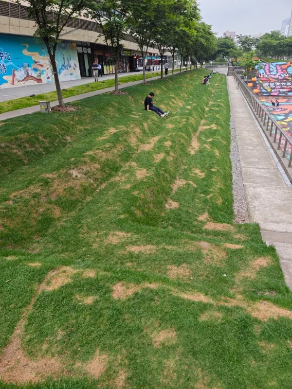 太“秃然 ”!上海网红草坪秃了?最新回应→ 太“秃然 ”!上海网红草坪秃了?最新回应→