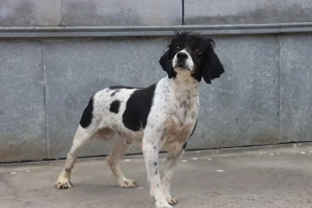 上海这7只狗狗发布领养公告，网友：不得抢疯了！