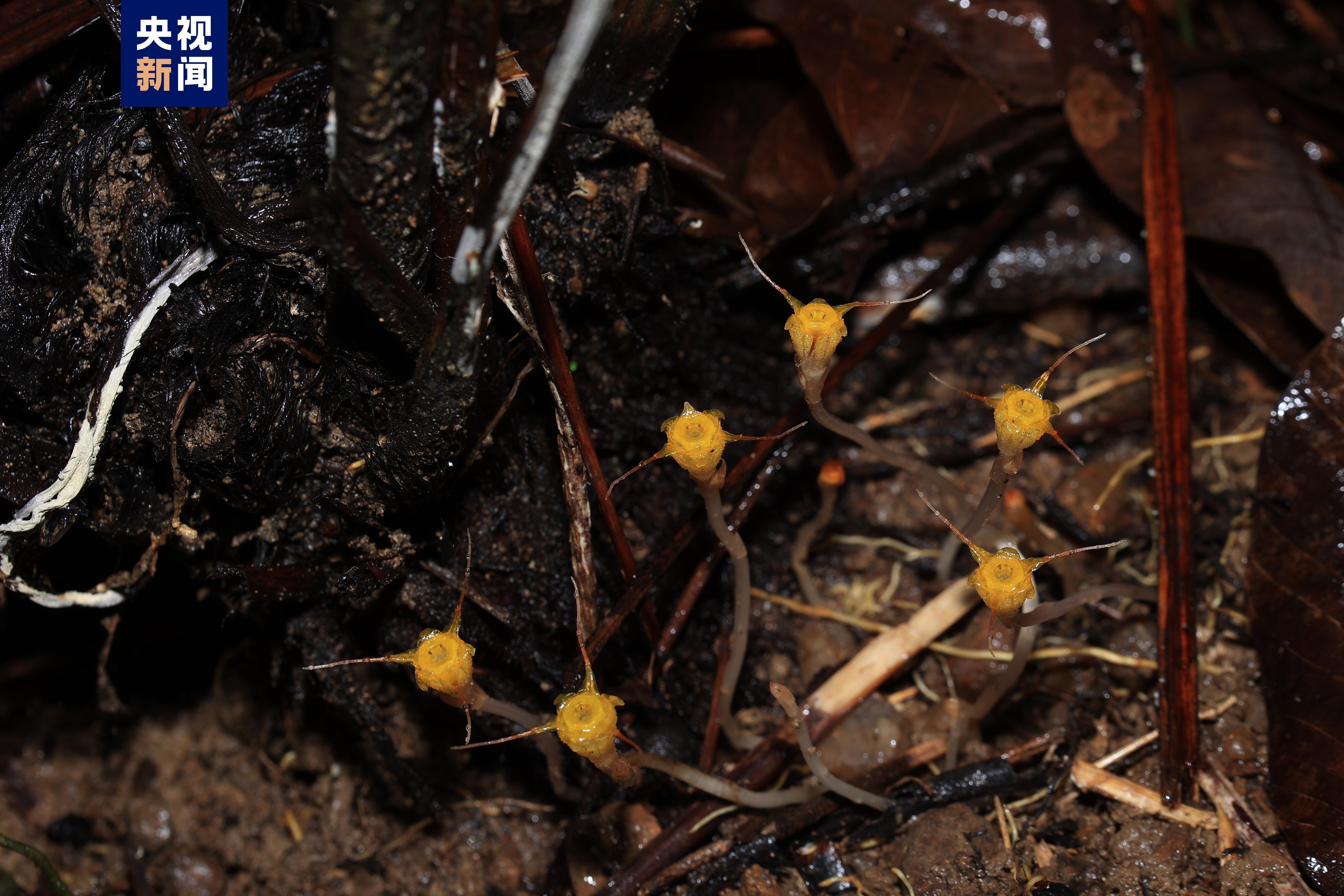 海南五指山发现新记录物种三丝水玉杯 海南五指山发现新记录物种三丝水玉杯