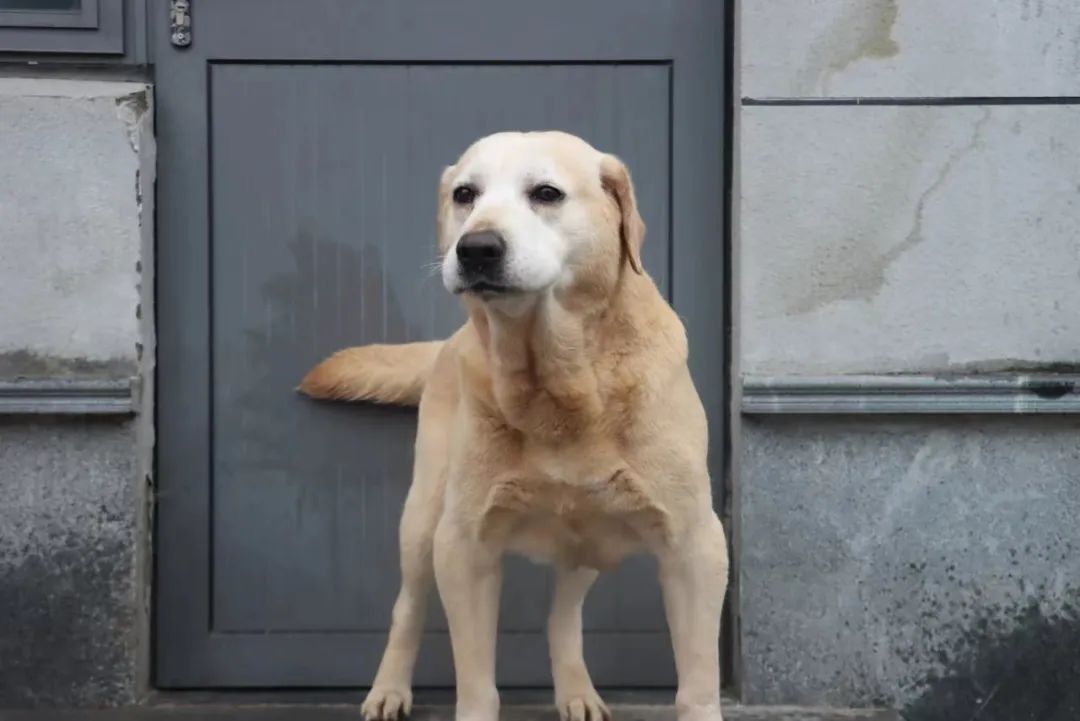 上海这7只狗狗发布领养公告，网友：不得抢疯了！