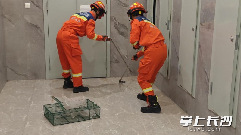 剧毒！长沙市民一觉醒来蛇在床尾，家中有这些东西千万注意