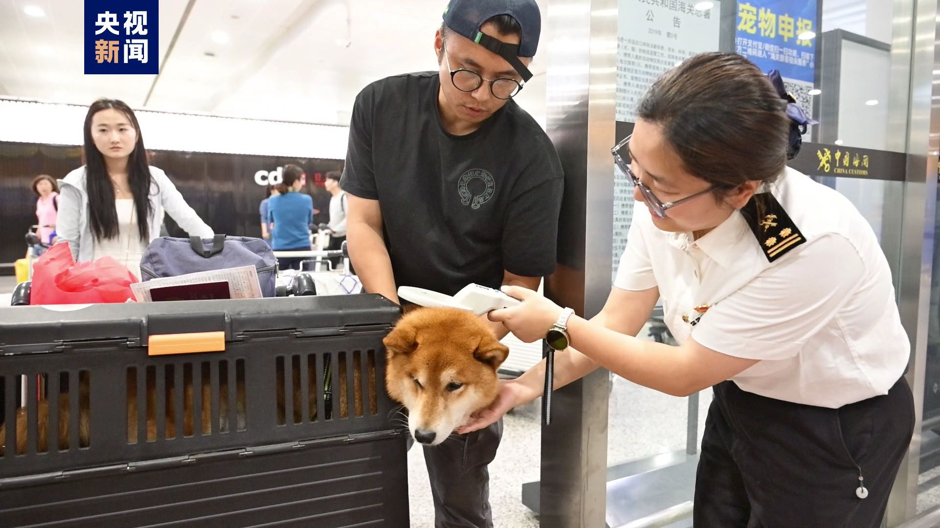 和狗狗们“包机”旅行回来啦！国内首架携宠出境包机返沪