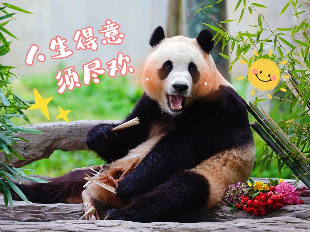 表情包丨“福宝”,暖宝 表情包丨“福宝”,暖宝