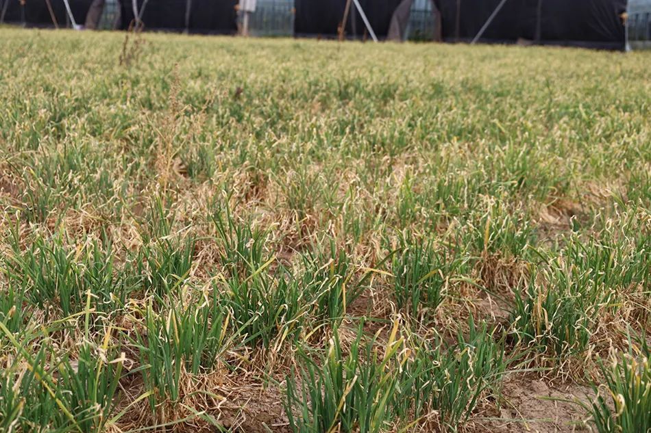 “小苗都旱迷糊了”，直击河南扶沟县抗旱