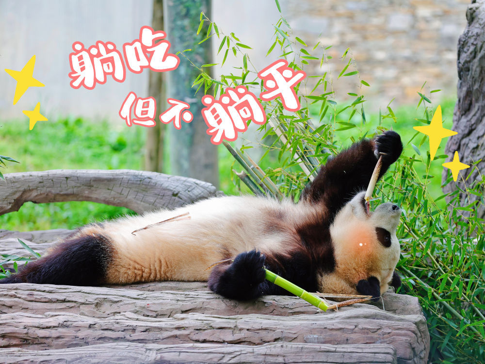 表情包丨“福宝”,暖宝 表情包丨“福宝”,暖宝