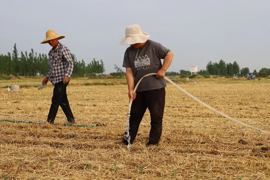 “小苗都旱迷糊了”，直击河南扶沟县抗旱