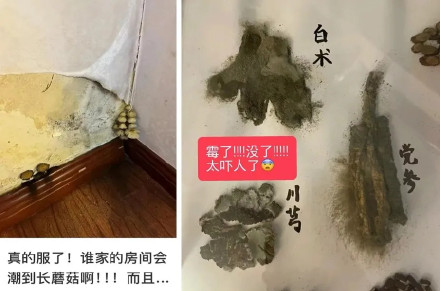 雨季如何应对家里发霉？教你几招防霉除霉的妙招