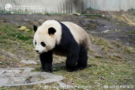 大熊猫宝力和青宝非近亲 大熊猫宝力和青宝非近亲