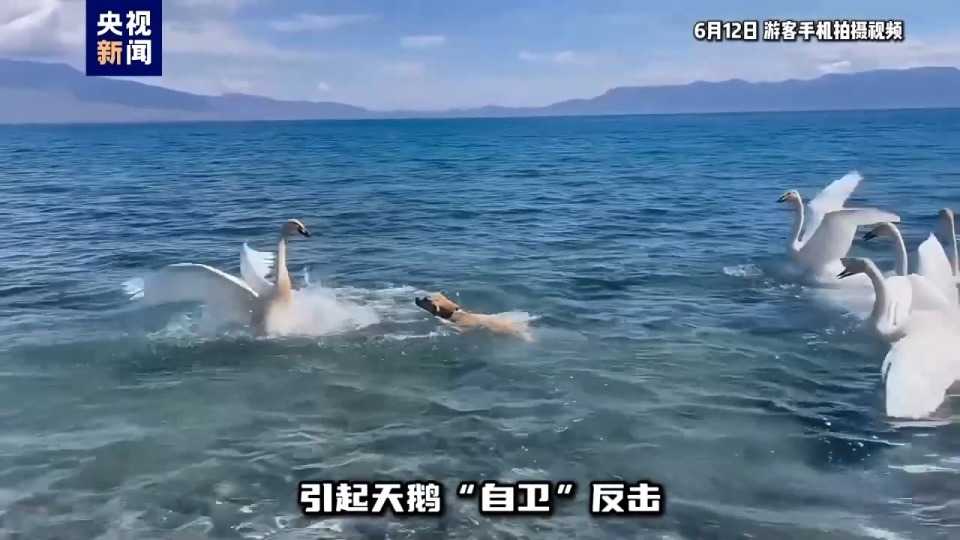 一游客在景区带未牵绳宠物犬，惊扰赛里木湖野生大天鹅
