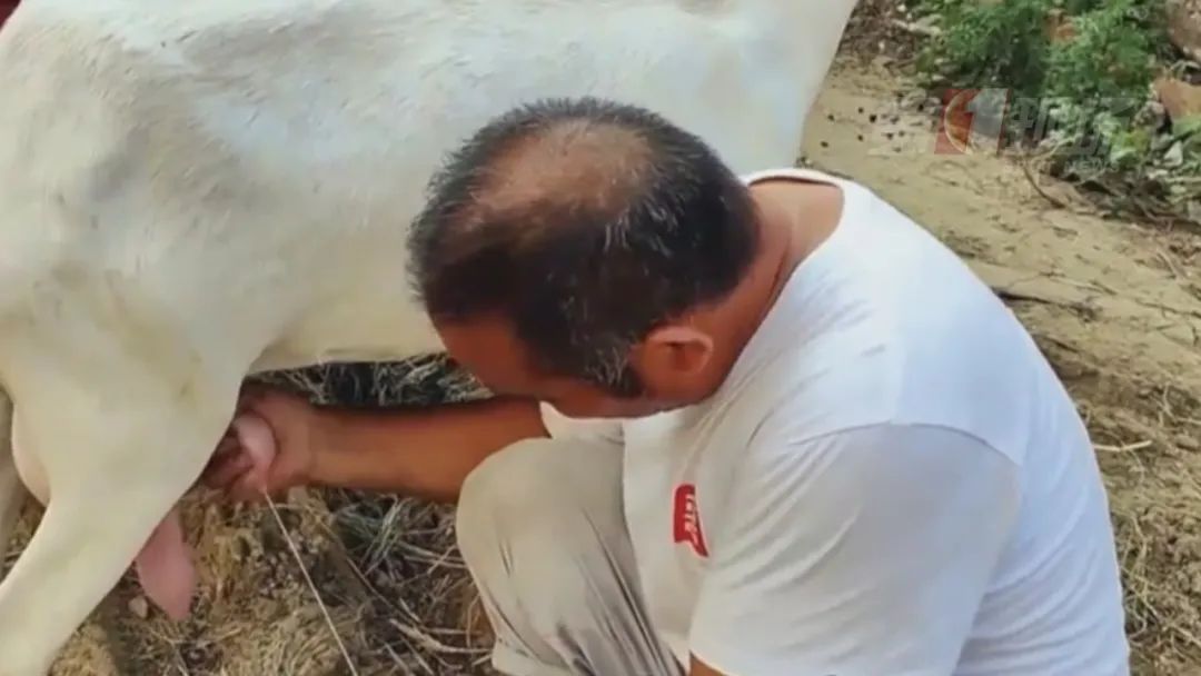 被羊咬了一口,深圳男子反复高烧不退,病因原来是→ 被羊咬了一口,深圳男子反复高烧不退,病因原来是→