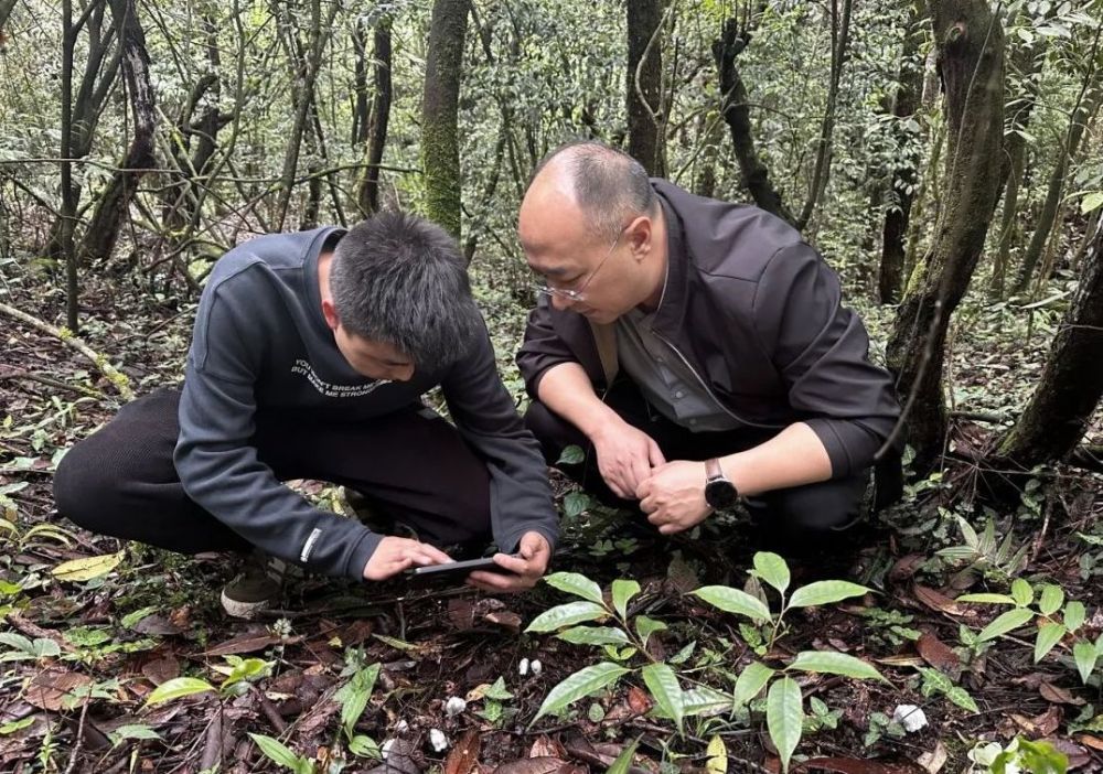贵州六盘水发现百余株近危级珍稀植物水晶兰