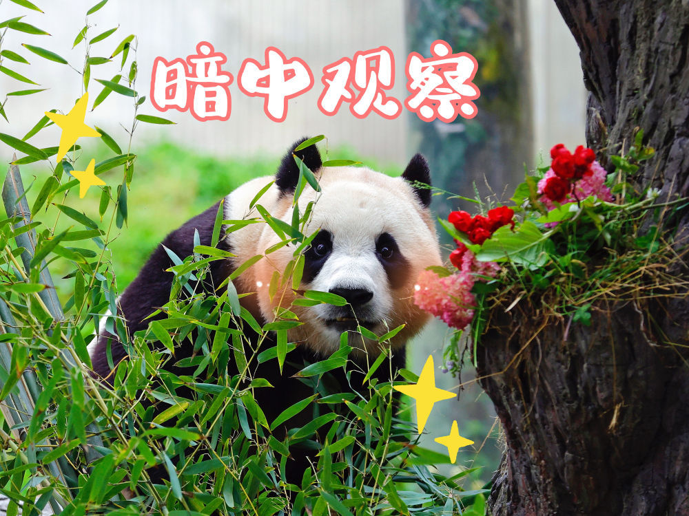 表情包丨“福宝”,暖宝 表情包丨“福宝”,暖宝