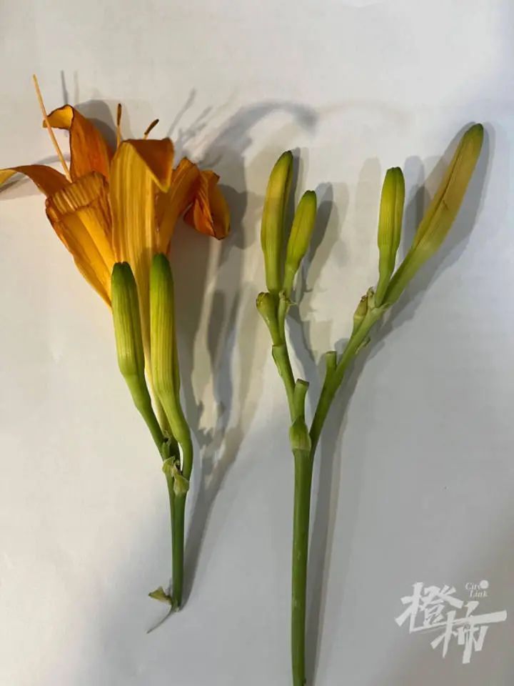 这花有毒！义乌人别乱采来吃！