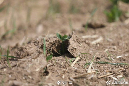 河南全省土壤干旱比例达63% 河南全省土壤干旱比例达63%