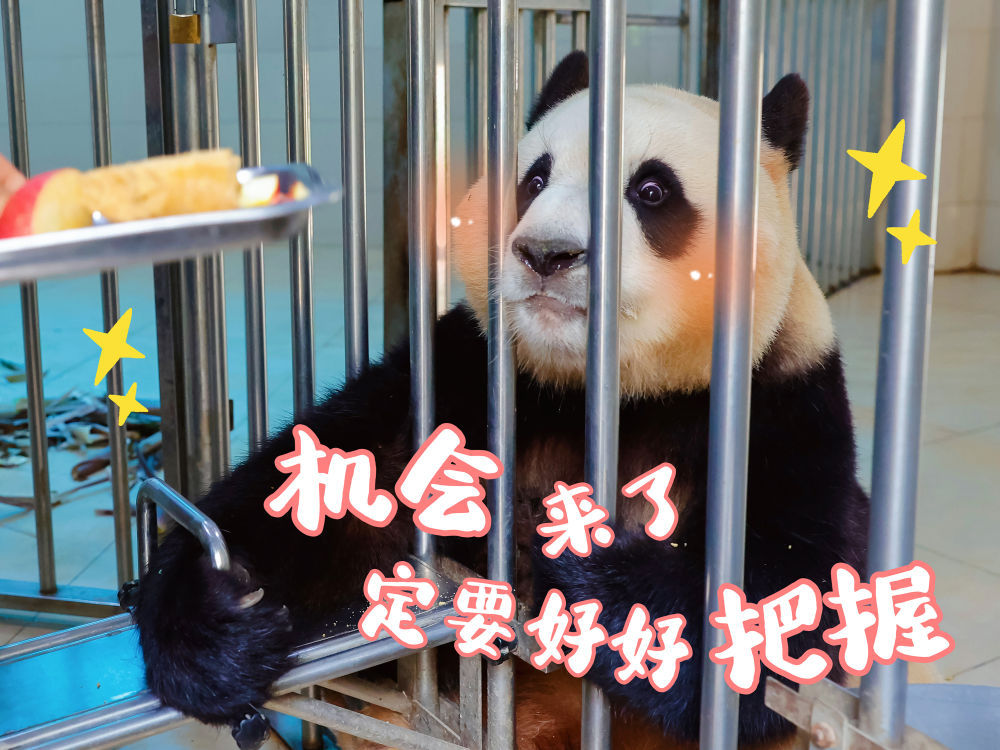 表情包丨“福宝”,暖宝 表情包丨“福宝”,暖宝