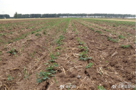 河南全省土壤干旱比例达63% 河南全省土壤干旱比例达63%