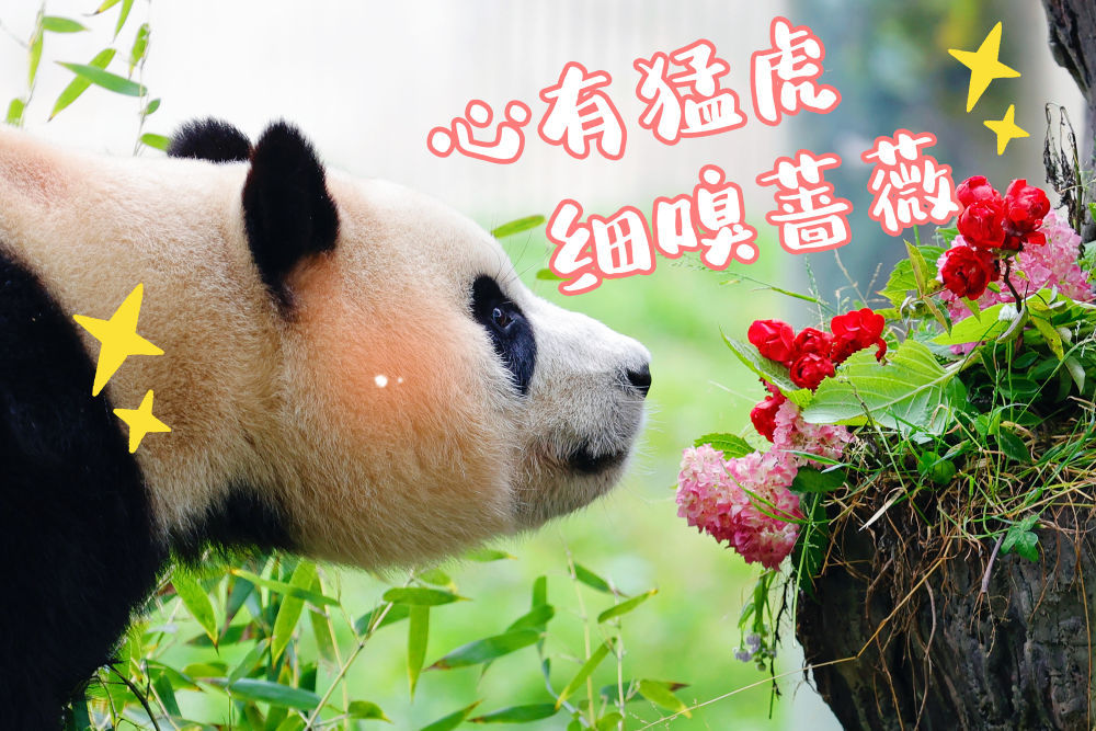 表情包丨“福宝”,暖宝 表情包丨“福宝”,暖宝