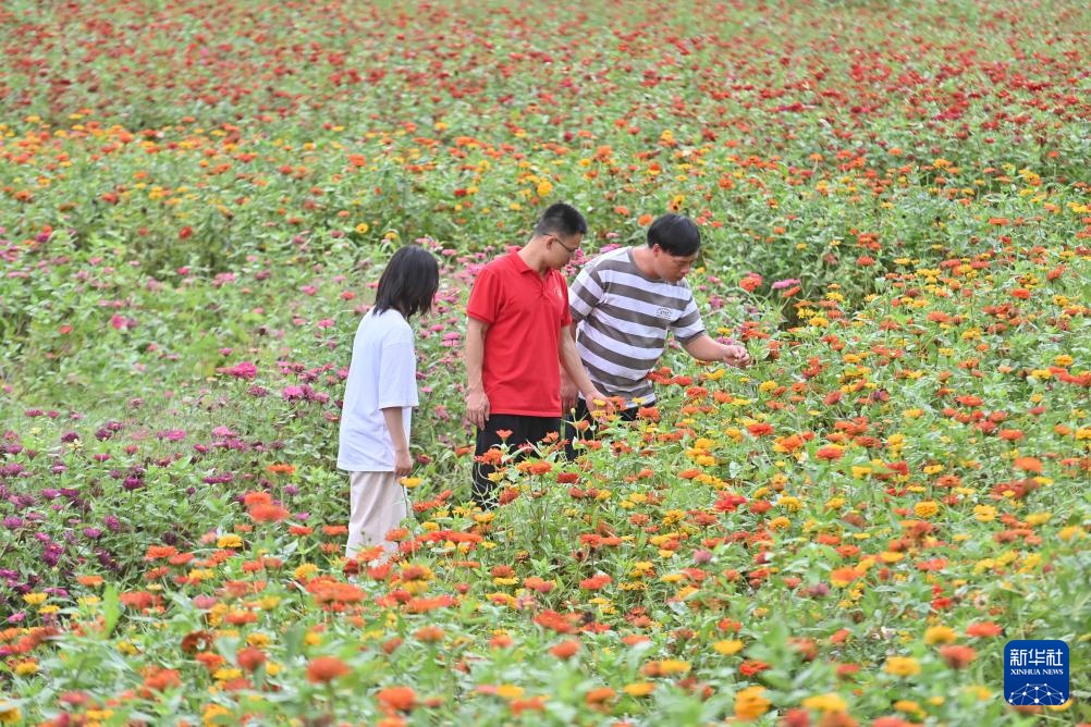 这五年,黄文秀的“接棒者”们续写青春之歌 这五年,黄文秀的“接棒者”们续写青春之歌