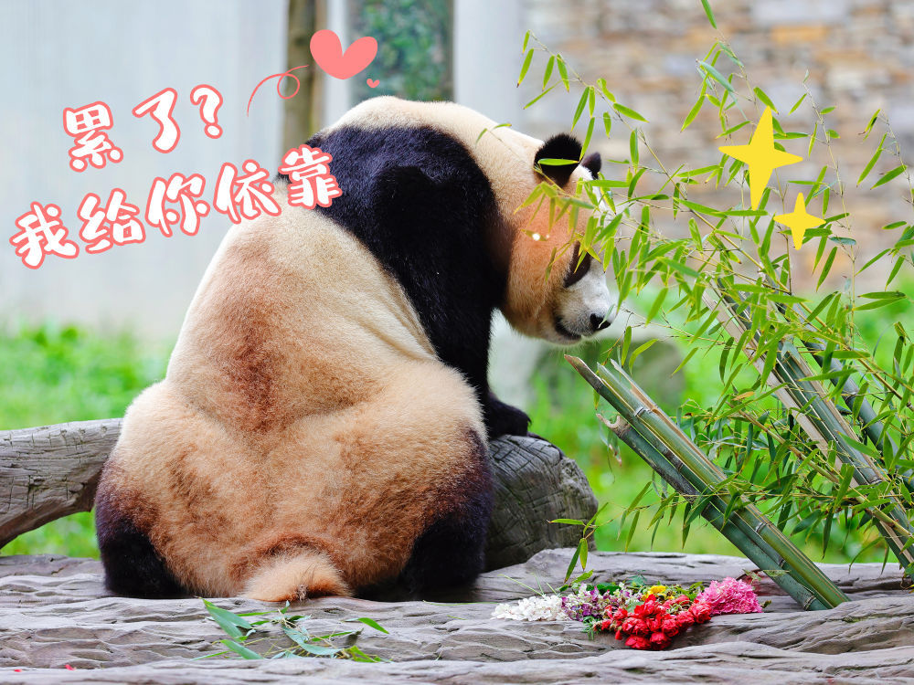 表情包丨“福宝”,暖宝 表情包丨“福宝”,暖宝