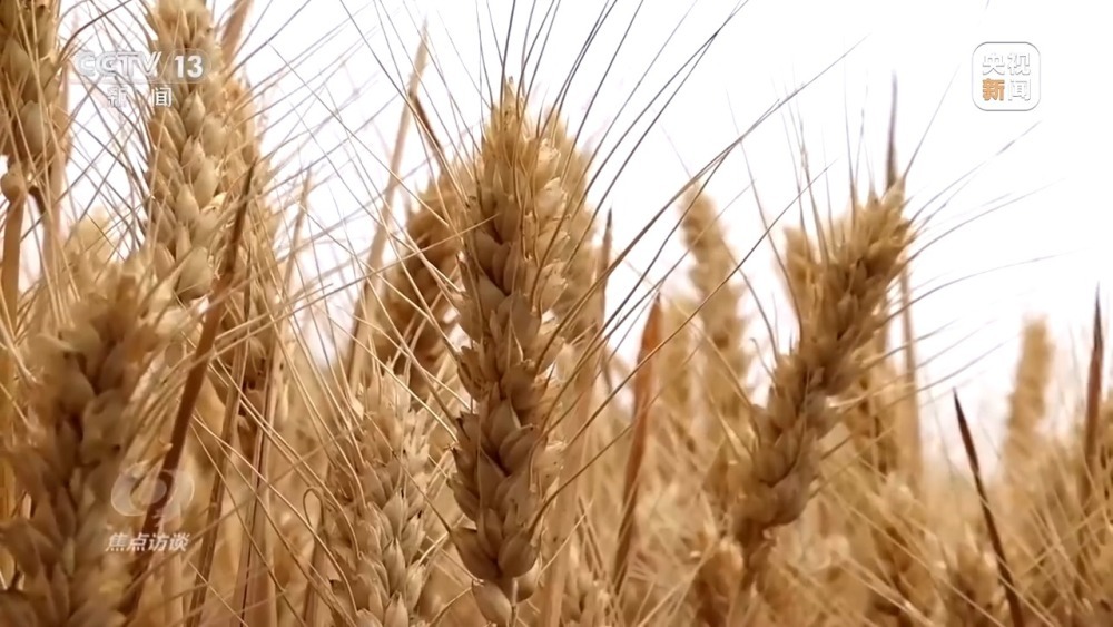 麦收效率大幅提升！来看这些“新麦客”→