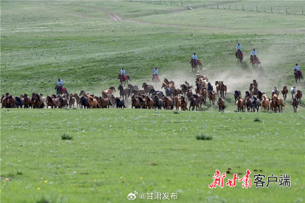 夏日山丹军马场风光旖旎